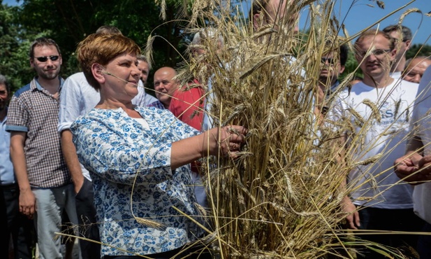 Szydło u mazowieckich rolników