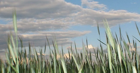 Pszenicy będzie mniej