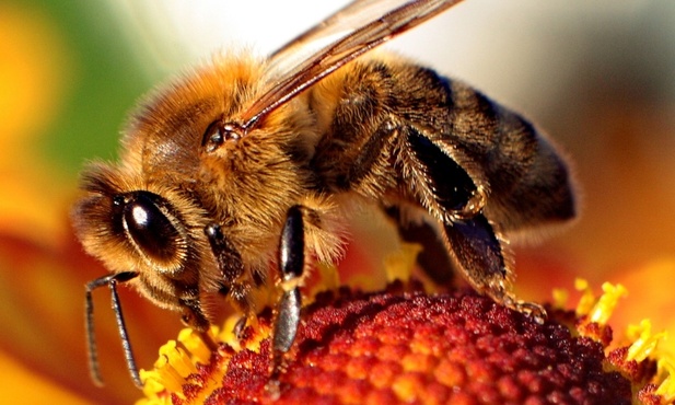 21.07.2015 - Pszczoła
