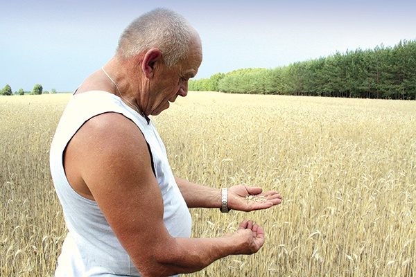  Gospodarze z niepokojem patrzą na tegoroczne zboża i zmienną pogodę