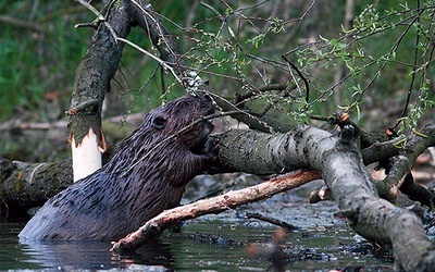 Miejscowy bóbr  – niewielki gryzoń, a długa historia  