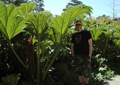 Gunnera 