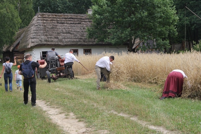 Żniwa w skansenie