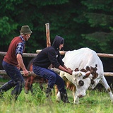 Po wydojeniu owiec przychodzi czas na dojenie krów