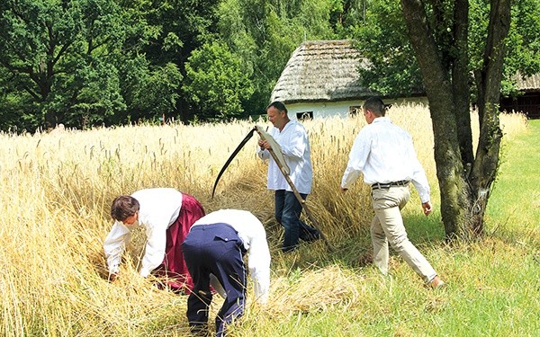  Takich żniwiarzy można zobaczyć chyba już tylko w skansenie