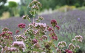 Śląski Ogród Botaniczny - nowa część