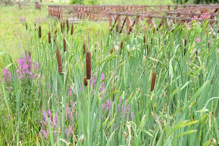 Śląski Ogród Botaniczny - nowa część