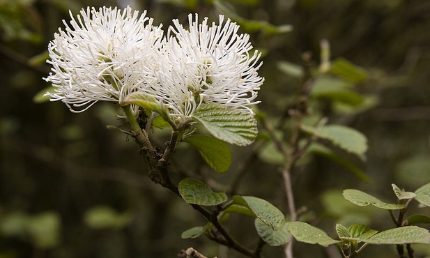 Fothergilla major