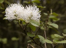 Fothergilla major