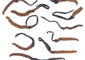  Kordyceps chiński