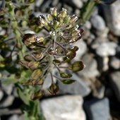 Lepidium virginicum