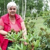  Joanna Piecha z Mikołowa, wolontariuszka, pielęgnuje rododendrony