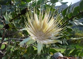 Protea