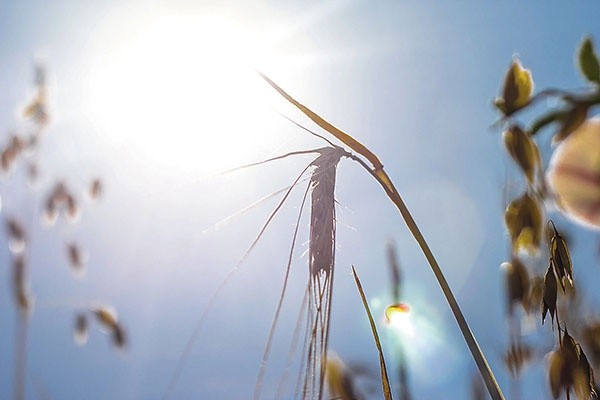  Upalne lato to gratka dla turystów, ale koszmar dla rolników