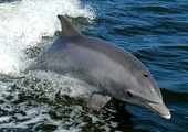 W Zatoce Gdańskiej pojawiły się delfiny