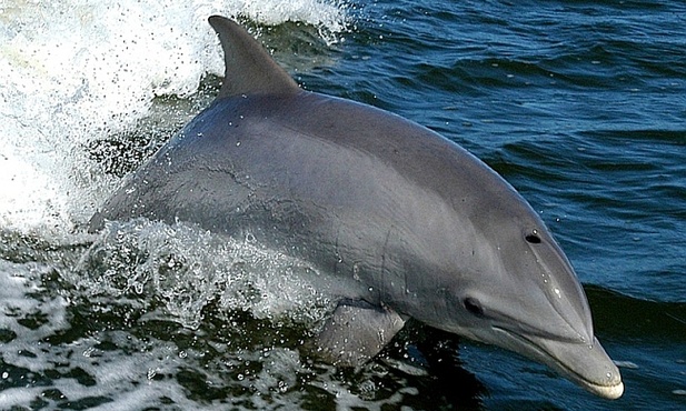 W Zatoce Gdańskiej pojawiły się delfiny