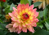 Dalia