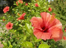 Hibiskus 