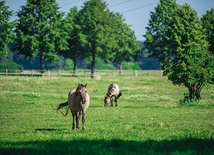 Koniki polskie to w zasadzie jedyna na świecie rasa koni, która bezpośrednio pochodzi od dziko żyjących tarpanów. Odziedziczyła po nich nie tylko wygląd, ale także charakter. Koniki polskie są wytrzymałe i odporne zarówno na choroby, jak i na warunki atmosferyczne. Niestraszne są im ani upały, ani mrozy 