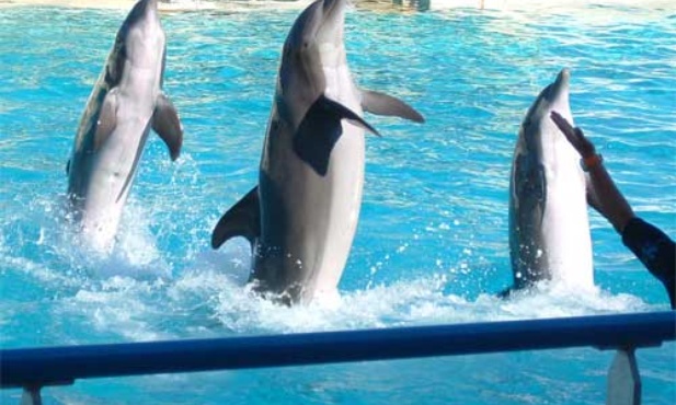 Delfinarium w Polsce nie będzie