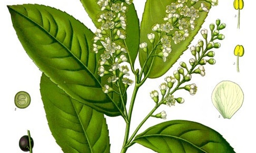 Laurowiśnia wschodnia