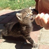 Oddam kotka w dobre ręce