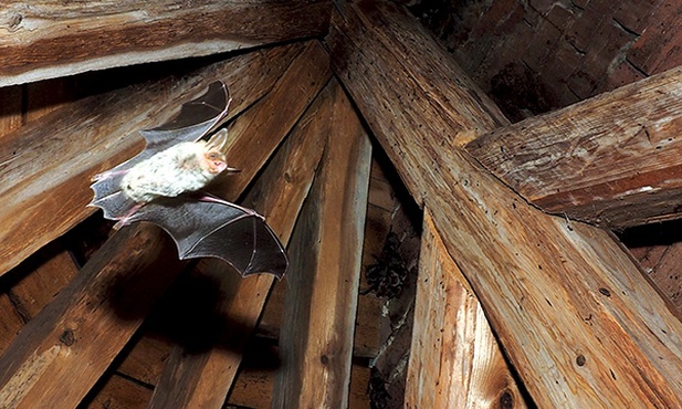 Podkowiec mały w locie