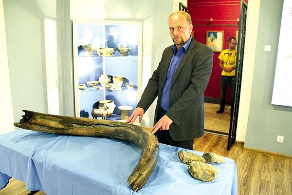 Sławomir Kulpa, dyrektor Muzeum w Wodzisławiu Śląskim, z odkrytym 31 sierpnia  w Zawadzie ciosem mamuta.  – Skoro był tam cios, może kryje się też szkielet? – zastanawia się.  Z prawej – znajdujące się od dawna w zbiorach tego muzeum mleczne  zęby mamuta 