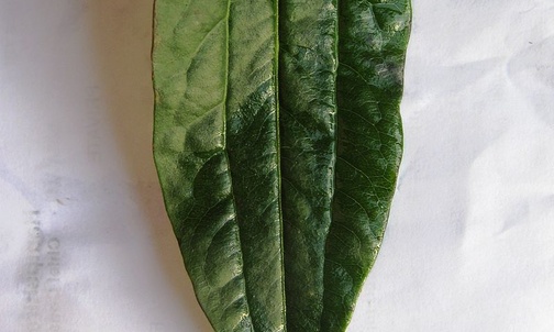 Heptacodium 