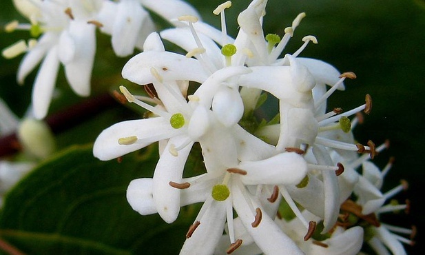 Heptacodium 