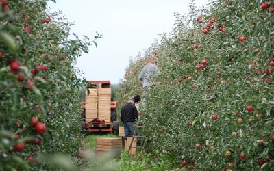 Zbiory jabłek 