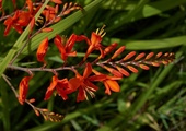 Krokosmia