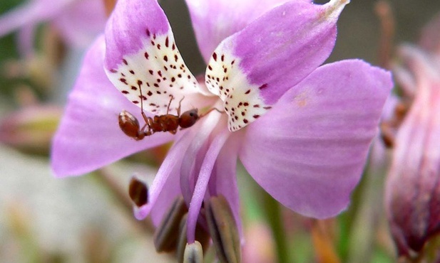 Alstroemeria revoluta