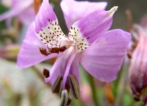 Alstroemeria revoluta