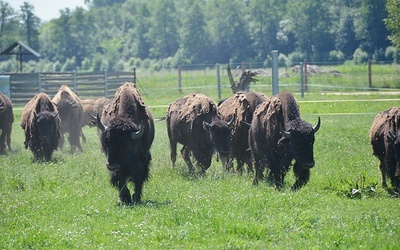 W Kurozwękach będzie można nadal oglądać bizony