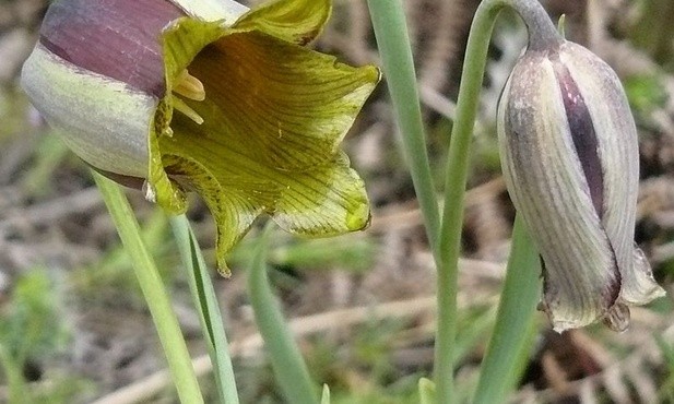 szachownica