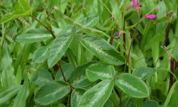 Desmodium