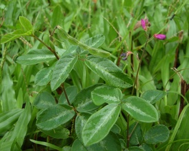 Desmodium