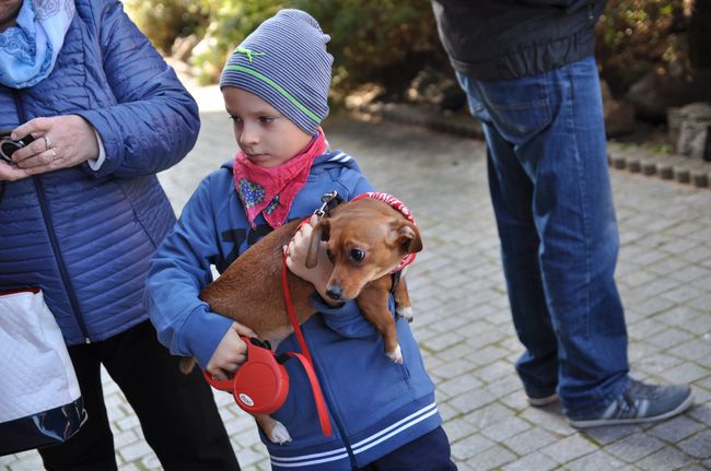 Błogosławieństwo zwierząt w Darłowie