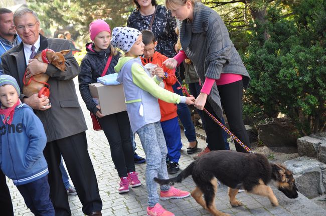 Błogosławieństwo zwierząt w Darłowie