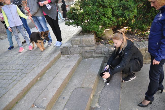 Błogosławieństwo zwierząt w Darłowie