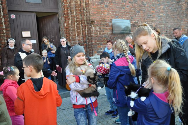 Błogosławieństwo zwierząt w Darłowie