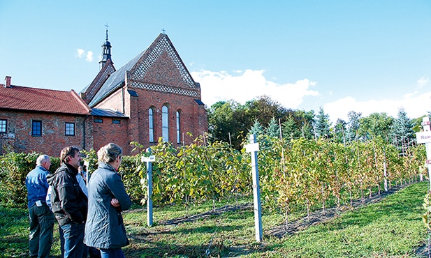  Winnica przy dominikańskim klasztorze 