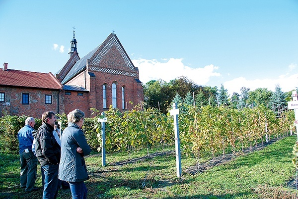  Winnica przy dominikańskim klasztorze 