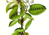 Świdośliwa
