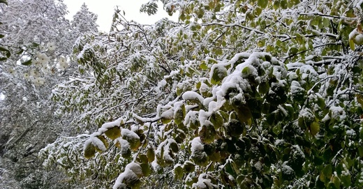 Pierwszy śnieg: zdjęcia czytelników