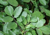 Żyworódka 