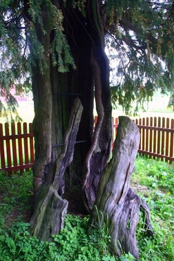 Usycha najstarsze drzewo w Polsce!