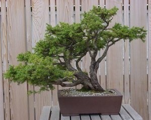  Bonsai