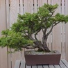  Bonsai